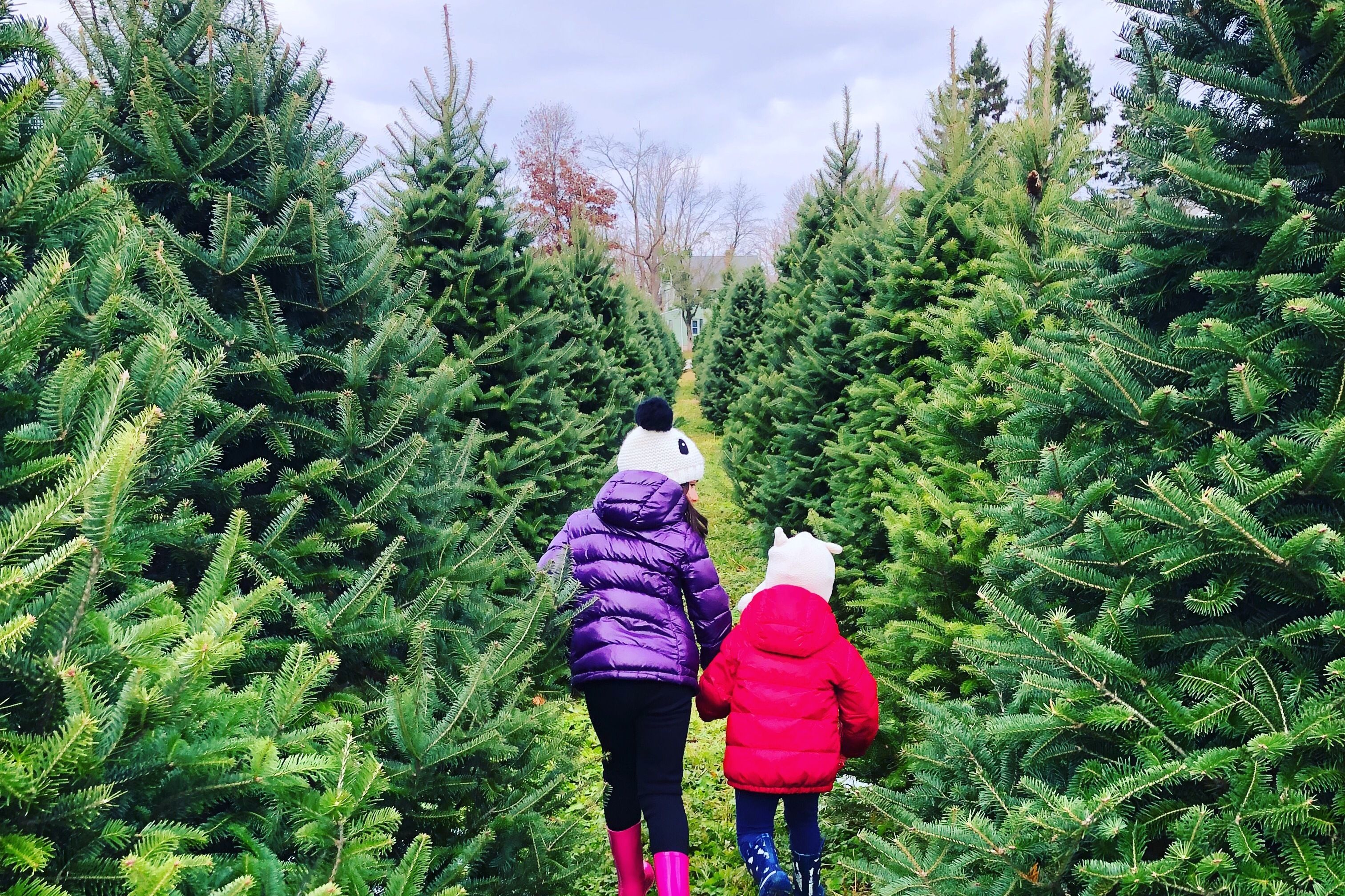 Christmas Tree Farm Activities